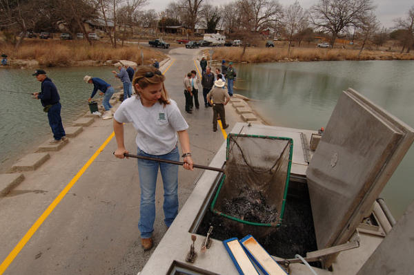 Rainbow Trout Stocking