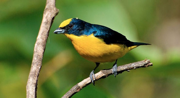Costa Rica Feeder Cam Is A Winter Hit Birding Wire