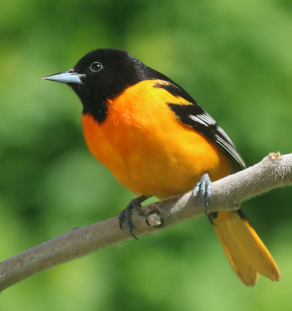 Costa Rica Feeder Cam Is A Winter Hit Birding Wire