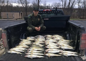 walleye michigan after anonymous dozens confiscated tip fishing river anglers detroit losing licenses caught together being three face week last