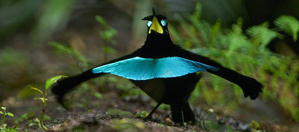 Birds of Paradise – Birding New Guinea for Conservation | Birding Wire