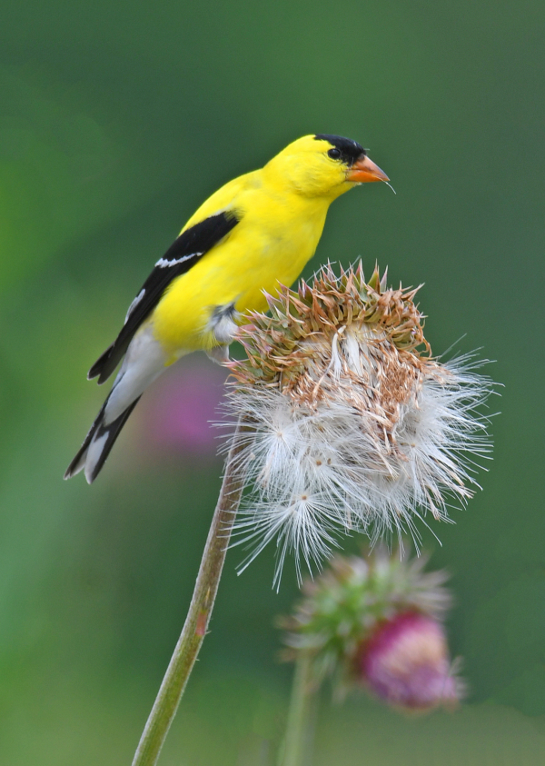 Selective Bird Feeding | Birding Wire