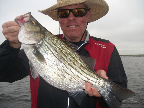 Vanderkar recommends best of Asian chunky chicks torrent bass hatchery Striped california stocking