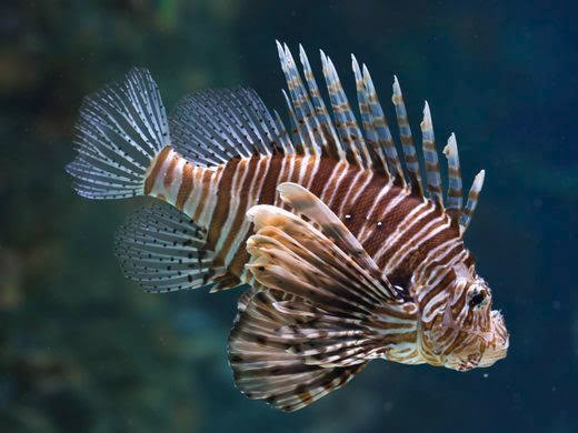 Lion Fish. Exotic Fish In Aquarium. Very Dangerous In Real Life