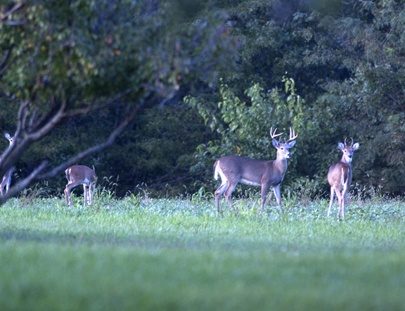 Whitetails Unlimited’s Expands Habitat Program | Outdoor Wire