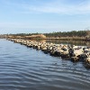 Living Shorelines Creating Habitat, Protecting the Gulf Coast