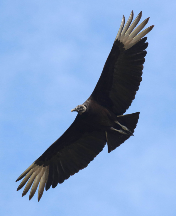 The ABA Rare Bird Alert’s Weekly Highlights | Birding Wire