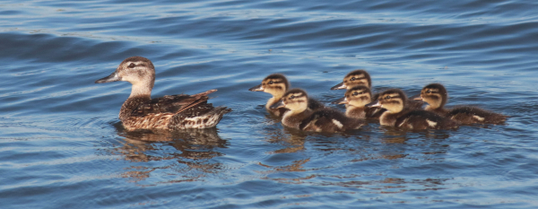 blue teal duck