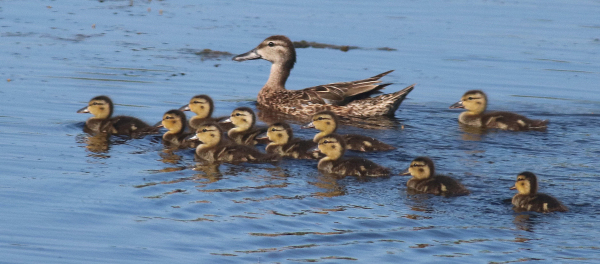 juvenile blue wing teal