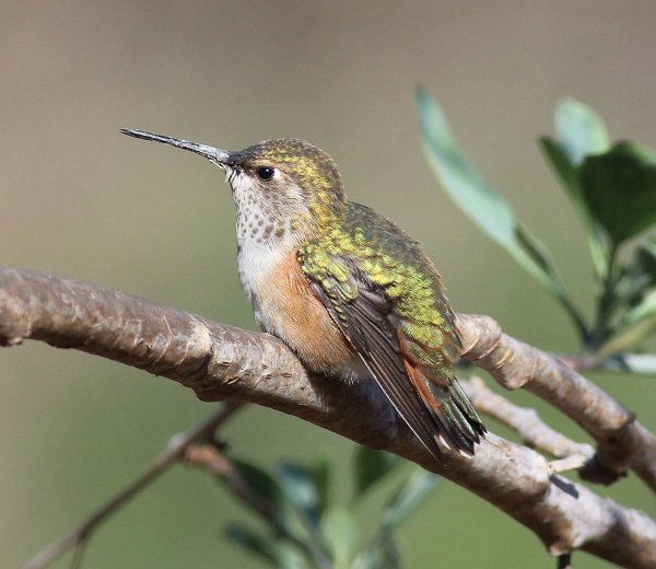 The ABA Rare Bird Alert’s Weekly Highlights | Birding Wire