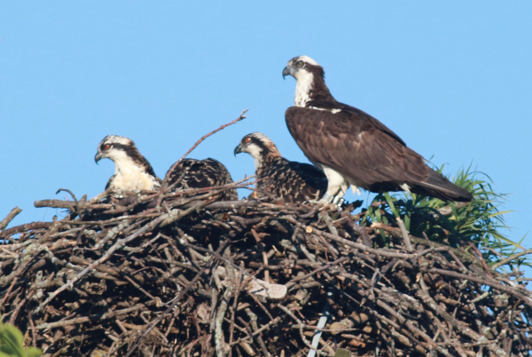 eagle nest size