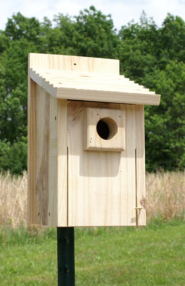 Now’s the Time to Install Stokes Bluebird Houses | Birding Wire