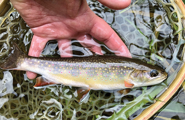 Stop Brook Trout from Being the Fish That Got Away | Westernbass.com
