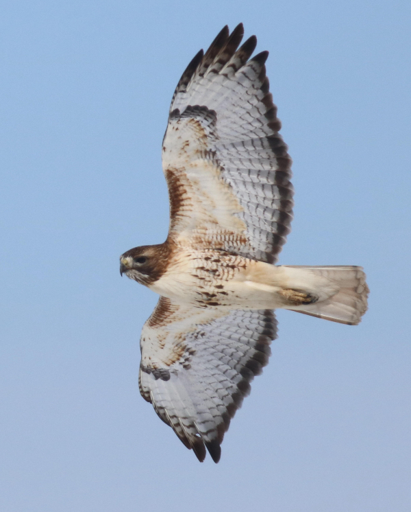 Fall Raptor Migration Highlights | Birding Wire