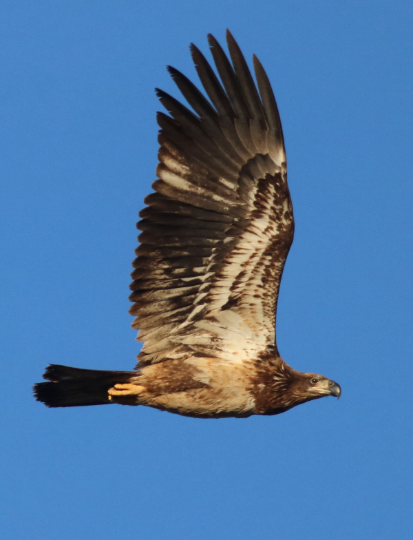 Fall Raptor Migration Highlights | Birding Wire