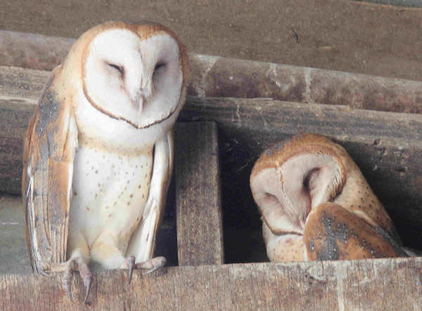 Barn Owl Color Variations Affect Hunting Success Birding Wire