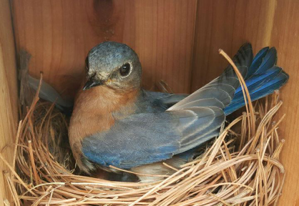 The Effects of Drought on Nesting Eastern Bluebirds