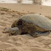 Report Cold-Stunned Sea Turtles to New York State Stranding Hotline