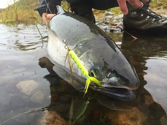 River Coho Salmon with Weighted Spinners
