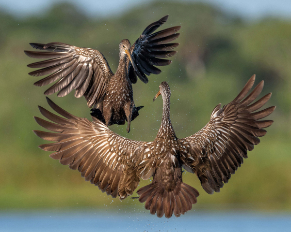 The Top 100 Audubon Bird Photo Contest Images | Birding Wire