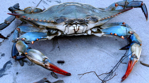FWC: East Coast Blue Crab Trap Closures Start Aug. 10