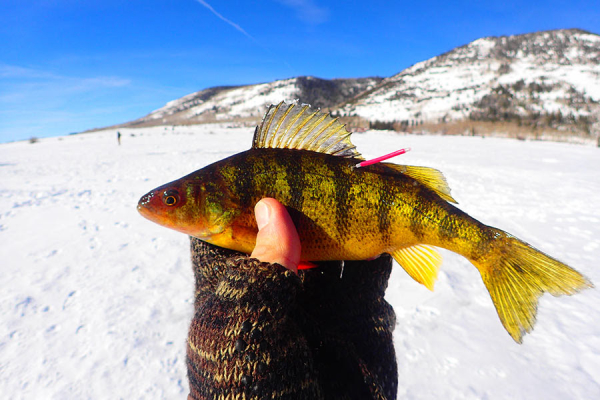  Utah Waters with Great Scenery and Great Winter Fishing Fishing Wire