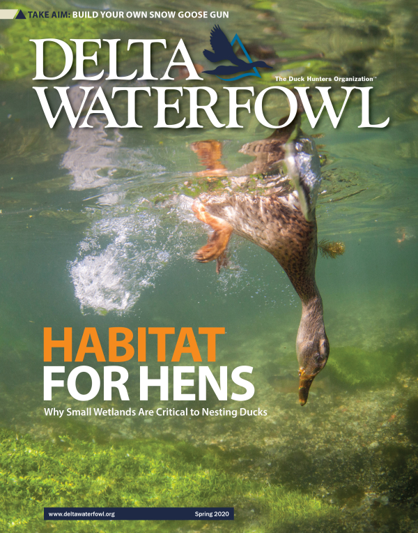 Delta Waterfowl’s Spring Issue Highlights Eastern Mallard Research