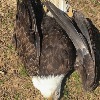 Arkansas: $5,000 offered for information on Cross County bald eagle shooting
