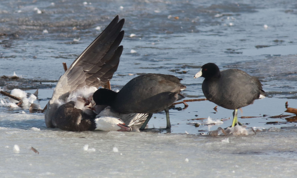 Goose Snatching 90 Minutes of Photo Bliss | Birding Wire