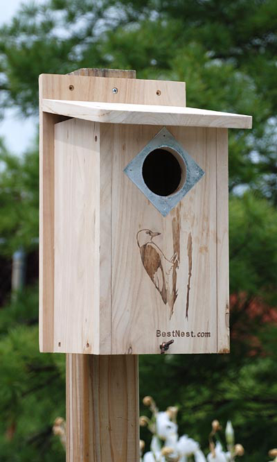 Downy Woodpecker Nest