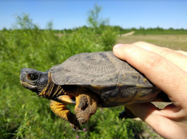 Vermont: Leave Native Turtles in the Wild | Outdoor Wire