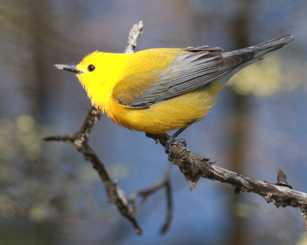 The ABA Rare Bird Alert’s Weekly Highlights | Birding Wire