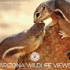<p>Arizona Now Accepting Entires for Wildlife Photo Contest</p>

<p>&nbsp;</p>

