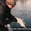 Striper Restoration Video from U.S. Fish &amp; Wildlife Service