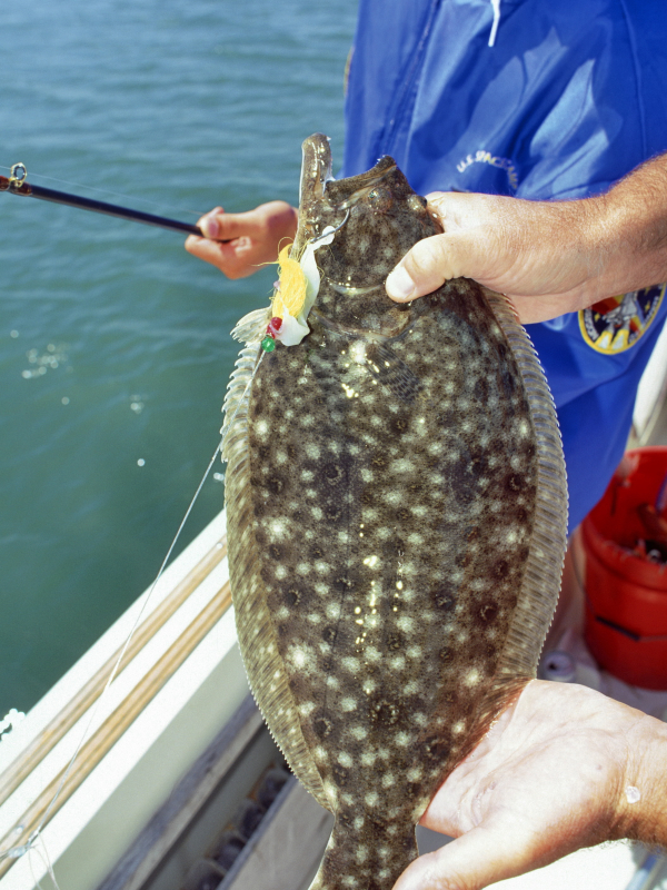 Florida Tightens Flounder Regulations to Rebuild Fishery Outdoor Wire