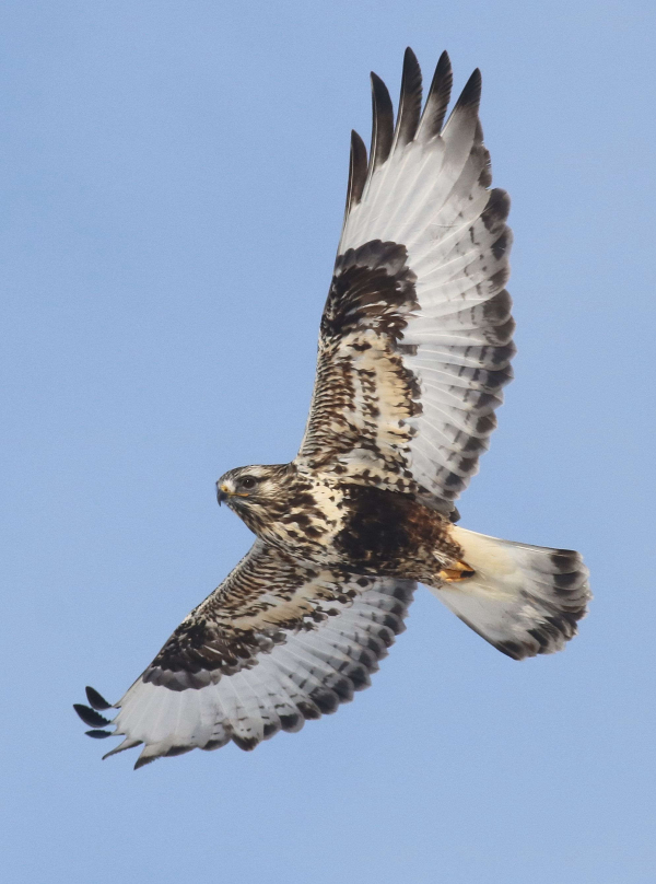 The ‘Zeiss Digital Nature Hub’ Opens Virtually | Birding Wire