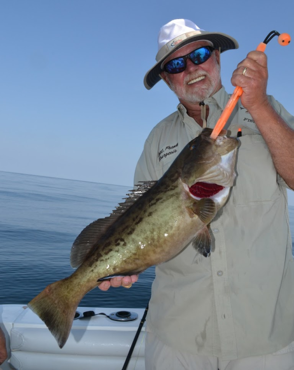 Florida gag grouper fall season opens Sept. 1 in Gulf 4county region