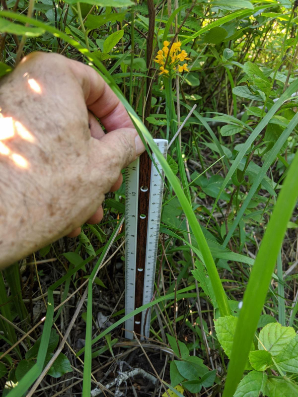 Massachusetts Endangered Orchid Rediscovered in Bristol County ...