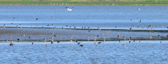 Iowa: shorebirds flocking to mudflats at Lake Red Rock | Outdoor Wire