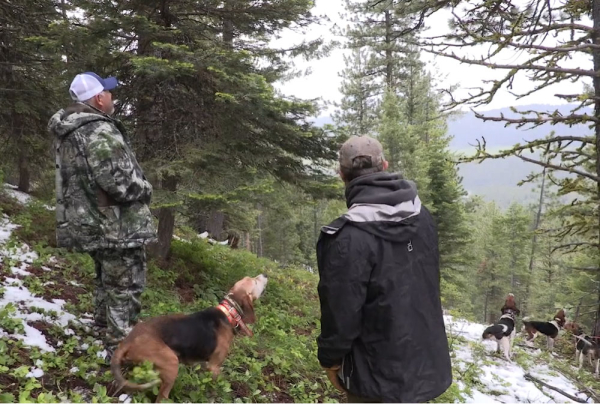 IBEW Lineman Embarks On His First Black Bear Hunt On Brotherhood 