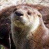 <p>Michigan: otter registration now available by appointment</p>

<p>&nbsp;</p>
