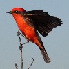 Sharing <em>The Birding Wire</em>