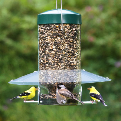 Bird Seed Preferences | Birding Wire