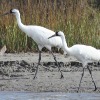 Whooping Crane Woes &amp; Thrills