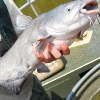 Blue Catfish: Invasive and Delicious