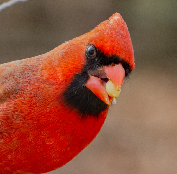 The BirdSpotter Photo Contest | Birding Wire