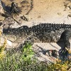 Gators Vs Kayaks in Florida
