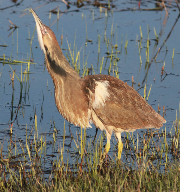Year-End Photo Review | Birding Wire
