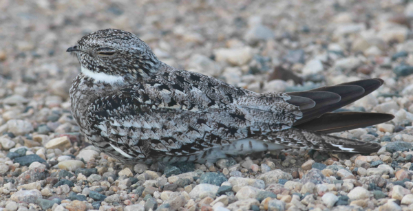 Nighthawk Migration & Wintering Areas - ThinkingAfield.org