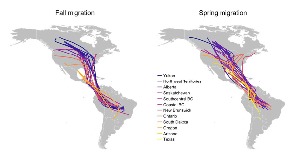 Nighthawk Migration & Wintering Areas | Birding Wire